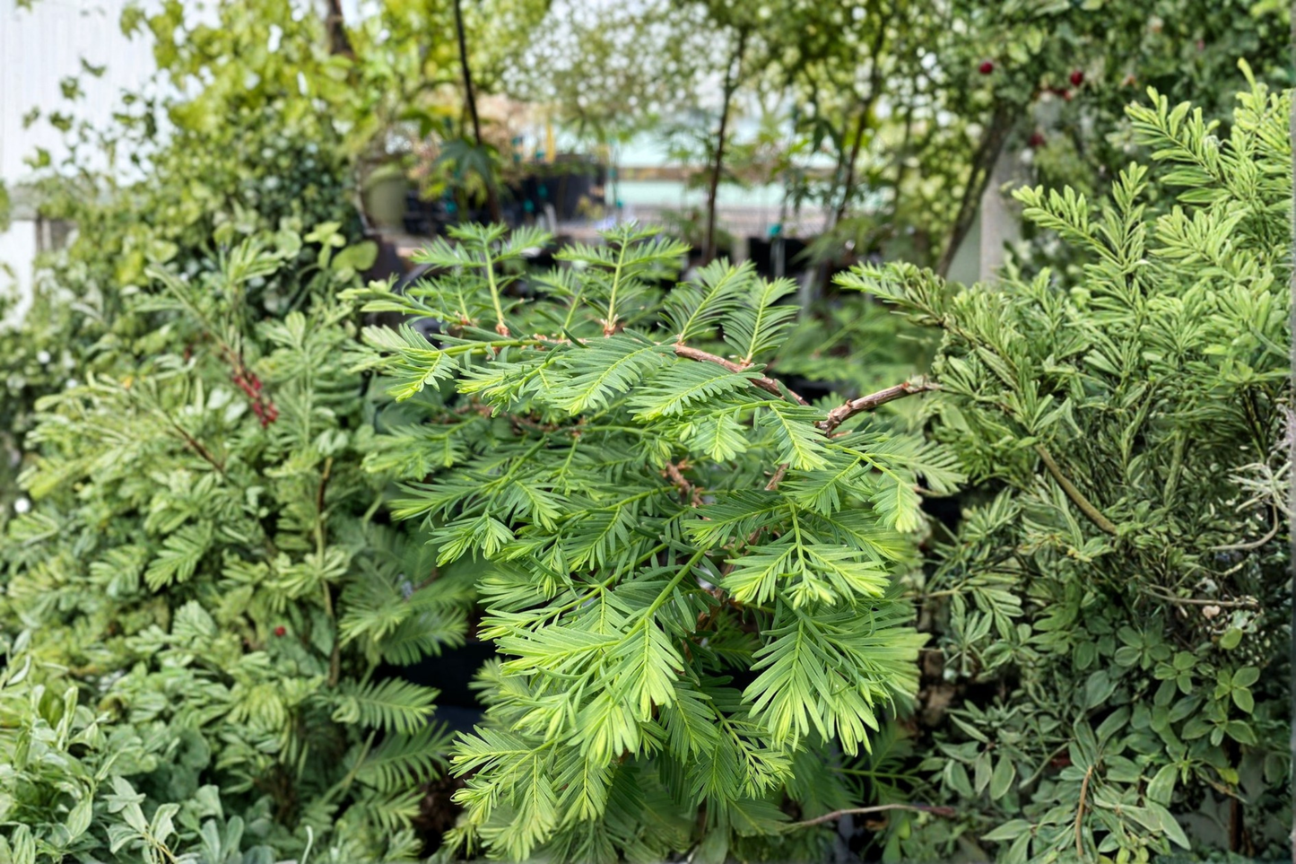 Bonsai Dawn Redwood Live Plant 8 Inch – Metasequoia glyptostroboides 1 Year Graft Compact Conifer Tree