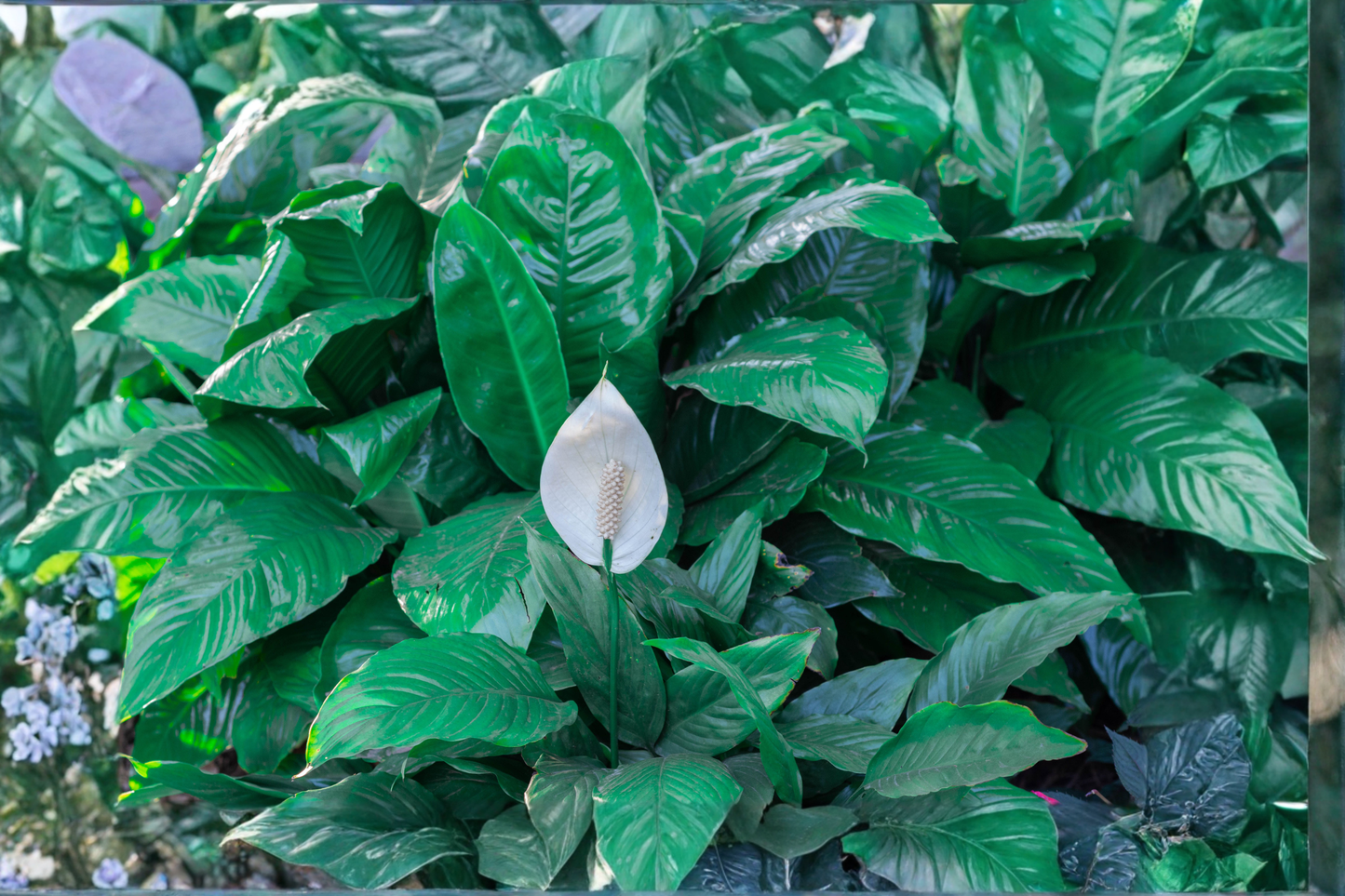 Peace Lily Live Houseplant – 4 Inch Pot – Spathiphyllum Plant