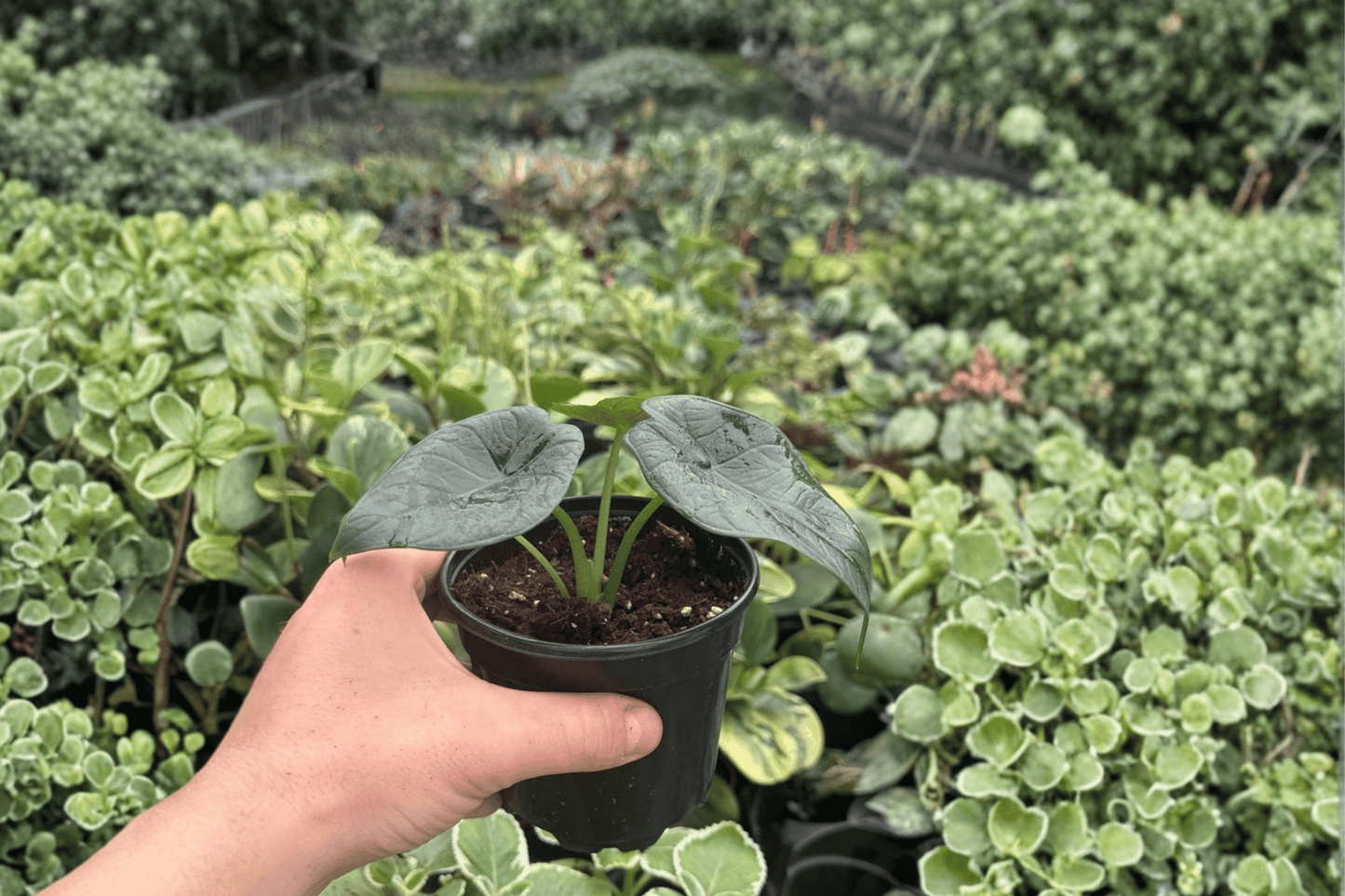 Alocasia Dragon Wings 2 Exact Live Plants – 4-Inch Pots – Dragon Scale x Scalprum
