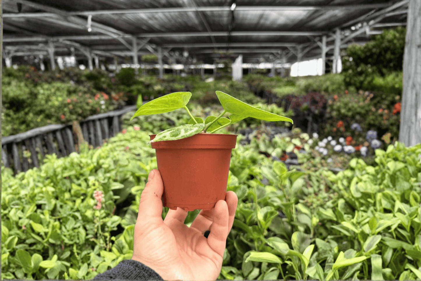 Anthurium Dorayaki x MBR 2 Exact Live Plants – 4-Inch Pots