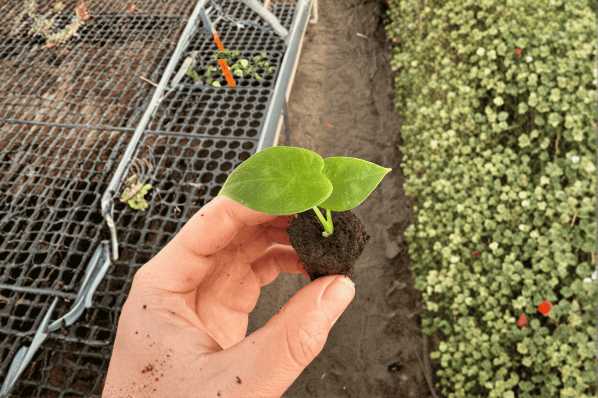 2 Alocasia Lukiwan Starter Plants – Bare Root Live Alocasia