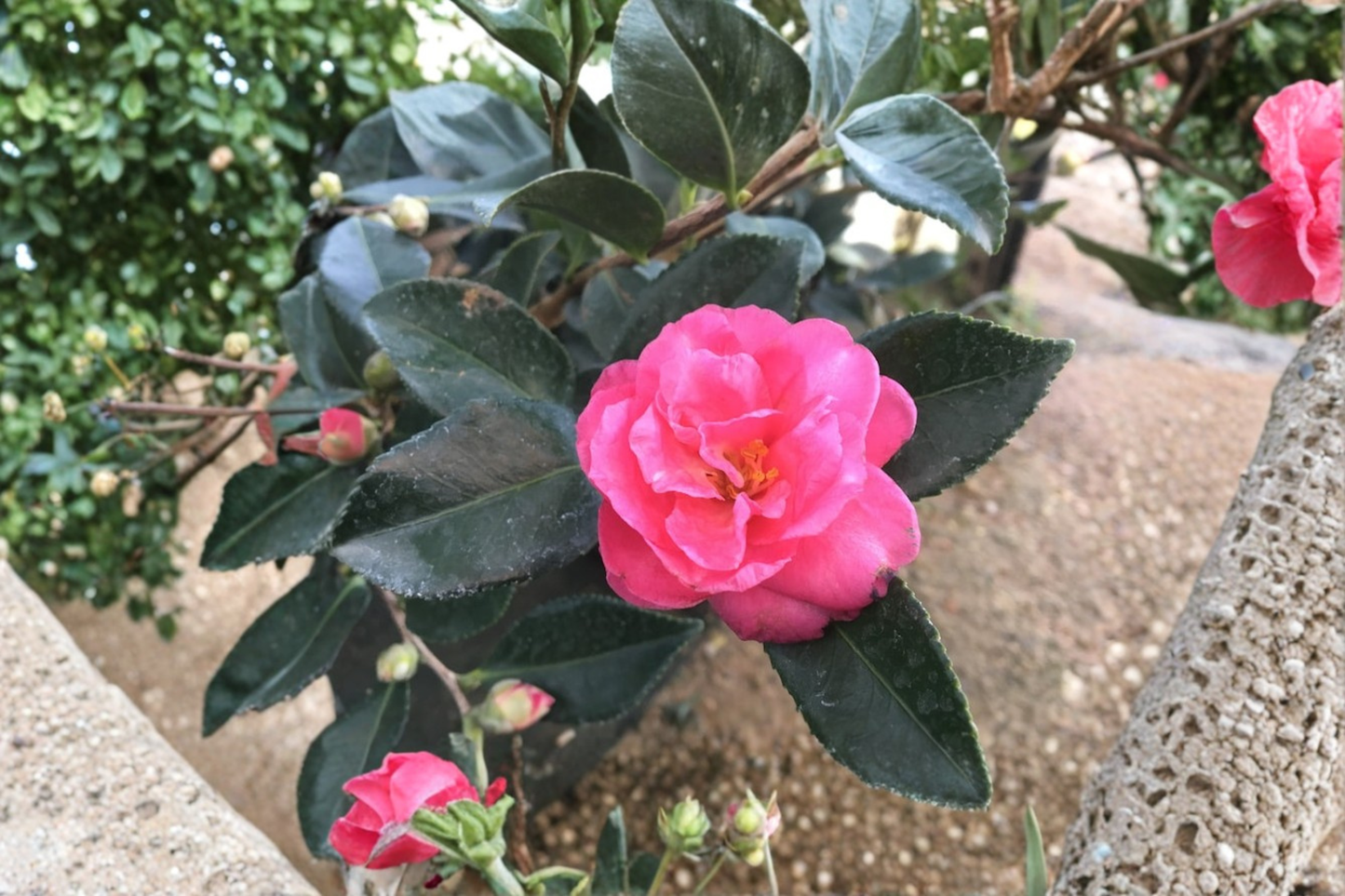 Camellia ‘Showa No Sakae’ 3 Gallon Live Plant – Fall Blooming Sasanqua Camellia Shrub for Garden Landscape