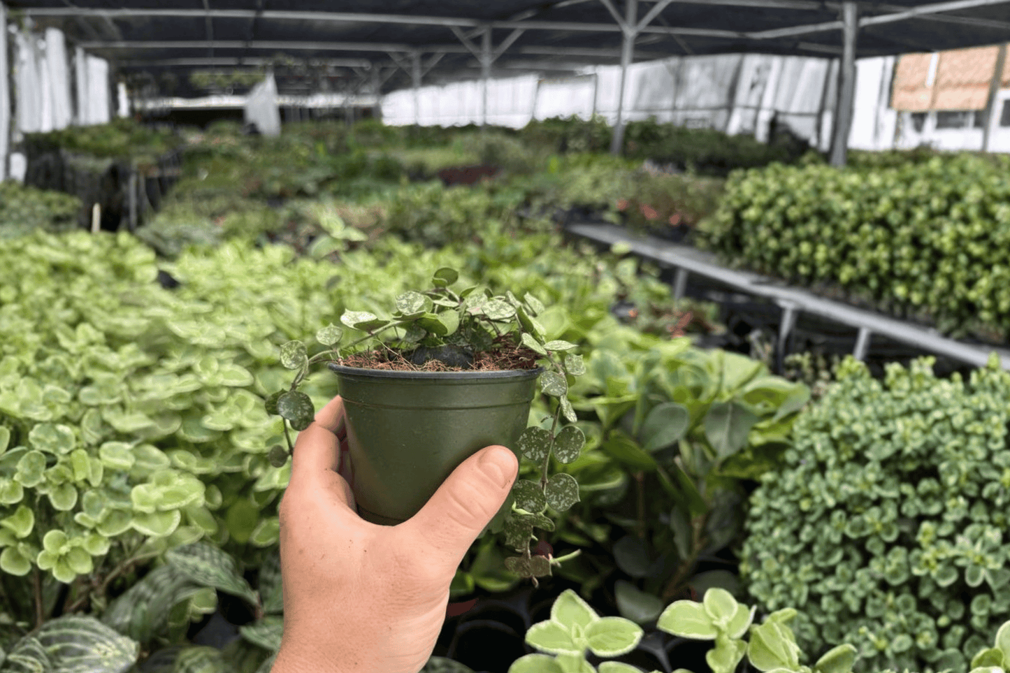 Hoya Curtisii 2 Exact Live Plants – 4-Inch Pots – Hoya curtisii