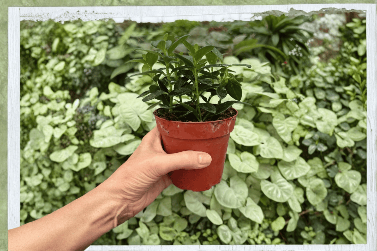 Nematanthus Goldfish Tropicana Live Plant – 2 Plants Bare Root – Nematanthus – Originally Grown in 4" Pot