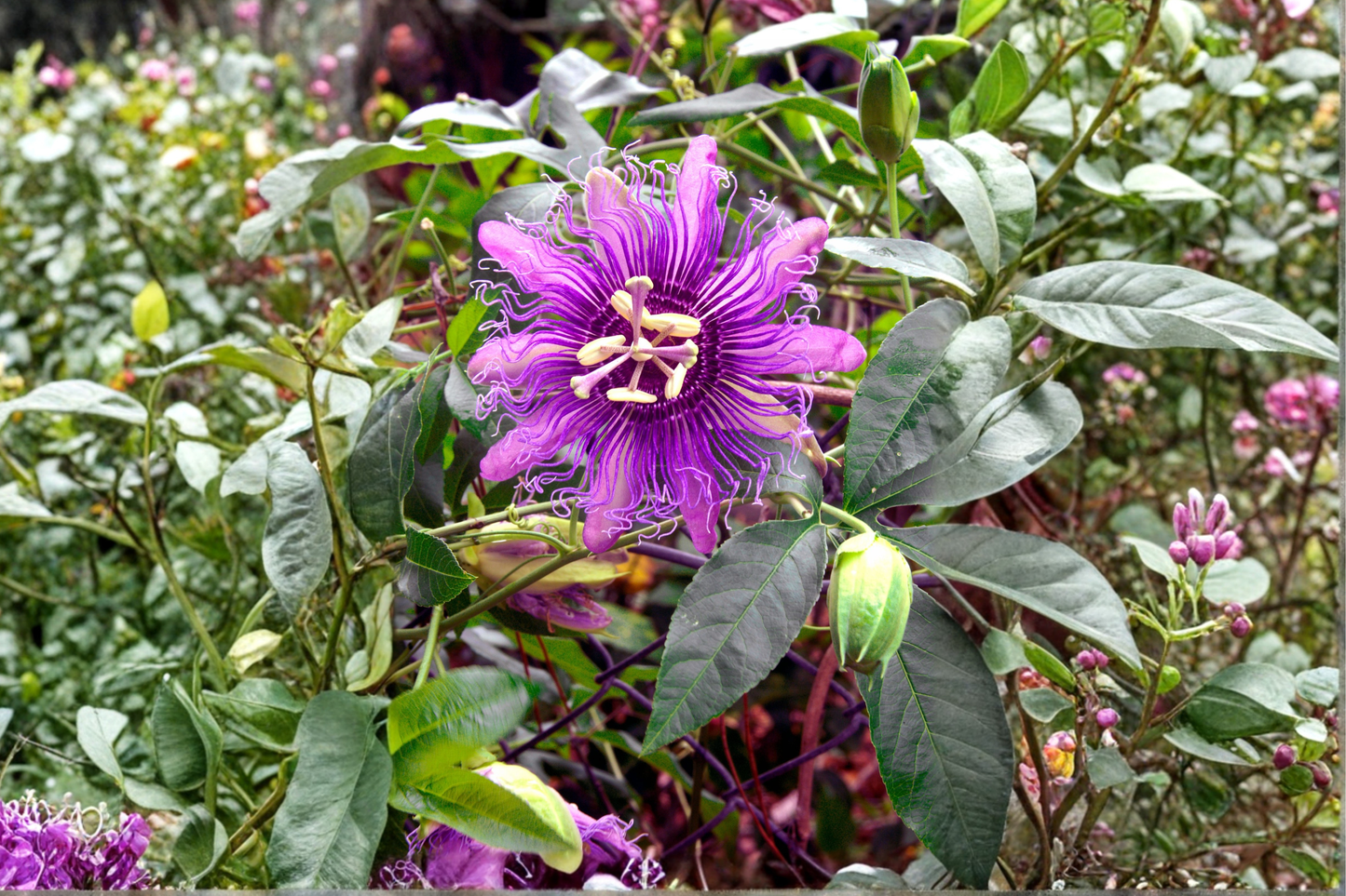 Passiflora 'Lady Lavender' Live Starter Plug 2-Pack – Passion Flower Plants