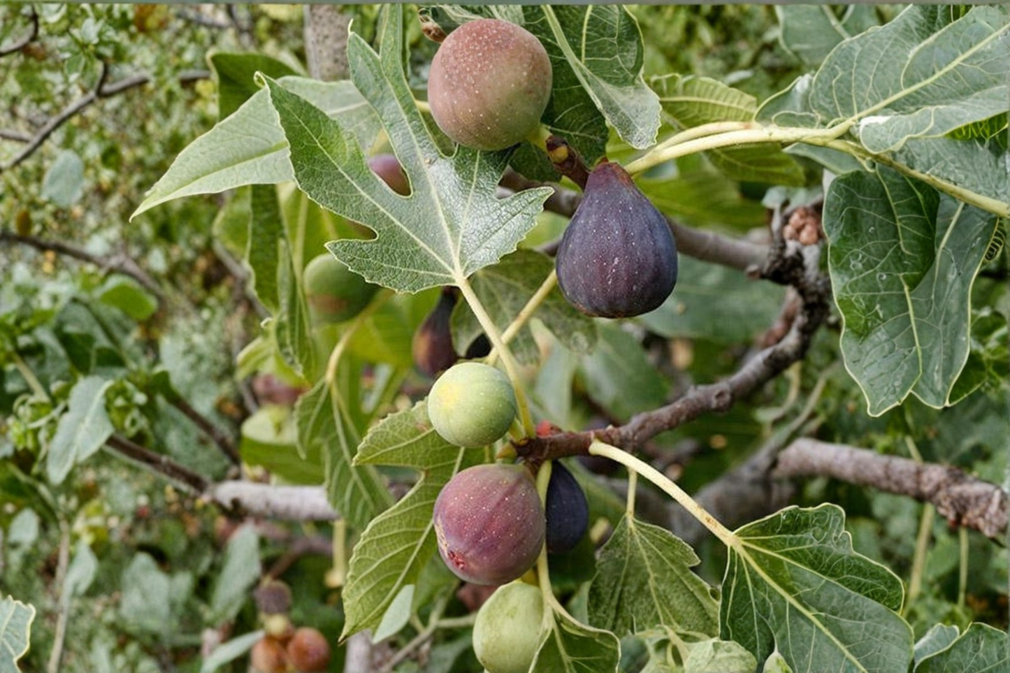 Celeste Fig Tree Live Plant 4 Year Old Fruiting Fig Tree Established Fruit Tree for Patio Garden Orchard