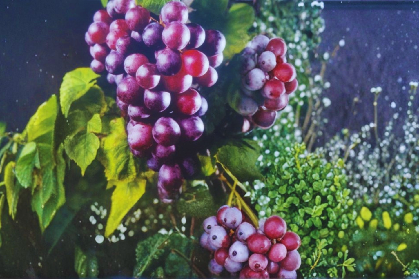 Black Muscadine Grape Vine 1 Gallon Live Plant – Fruit Vine for Home Garden, Trellis Vineyard Plant Outdoor Grapes