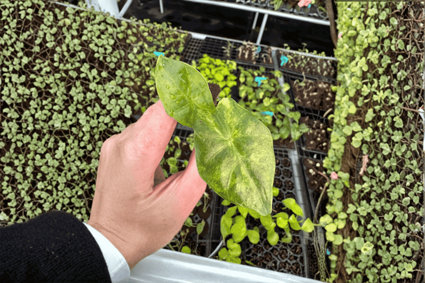 2 Alocasia Portora Aurea Starter Plants – Bare Root – Alocasia 'Portora Aurea'