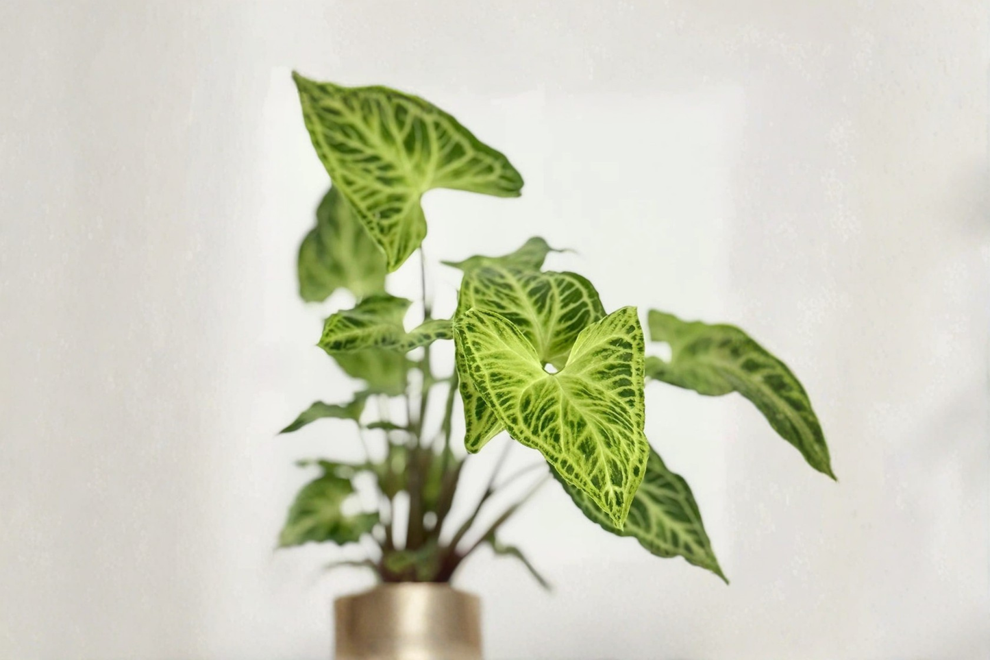 Syngonium Batik Live Plant White Variegated Arrowhead Plant in 4 Inch Pot Rare Indoor Houseplant Gift Decor