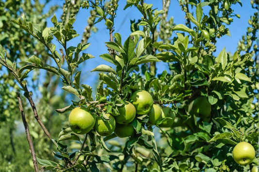 Granny Smith Apple Tree Live Plant 4–6 Ft Green Apple Fruit Tree for Garden Orchard Outdoor Plant
