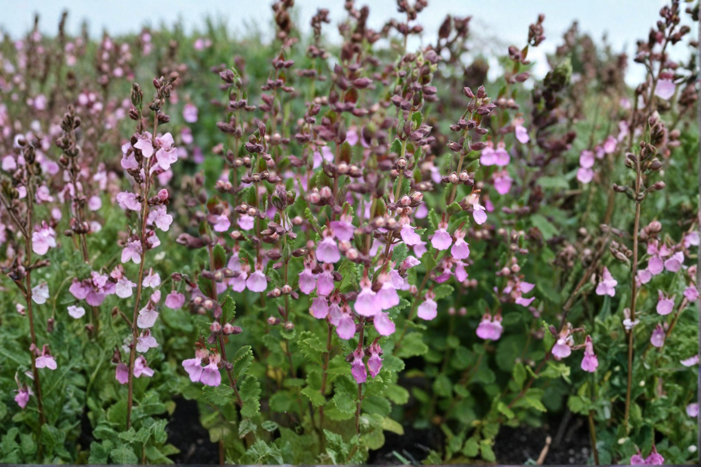Organic Pineapple Sage Live Plant Salvia elegans Red Flower Herb Plant Hummingbird Garden Starter Plant Free Shipping