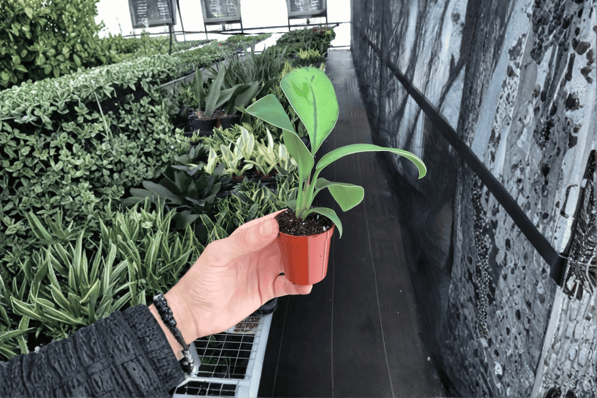 2 Homalomena 'Selby' Starter Plants – 2-Inch Bare Root Live Plants