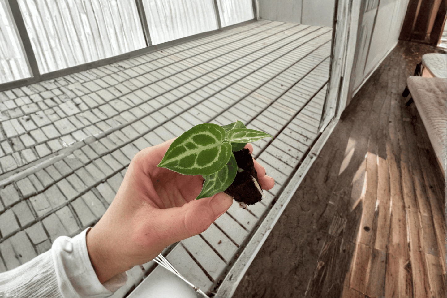 2 Anthurium Dorayaki × Crystallinum Starter Plants – Bare Root – Anthurium Hybrid