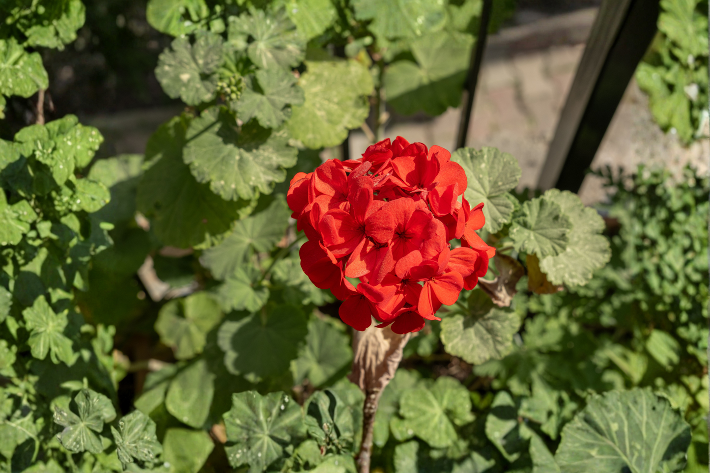 20 Geranium 'Calliope Red' Live Cuttings – Zonal Geranium (Pelargonium × hortorum)