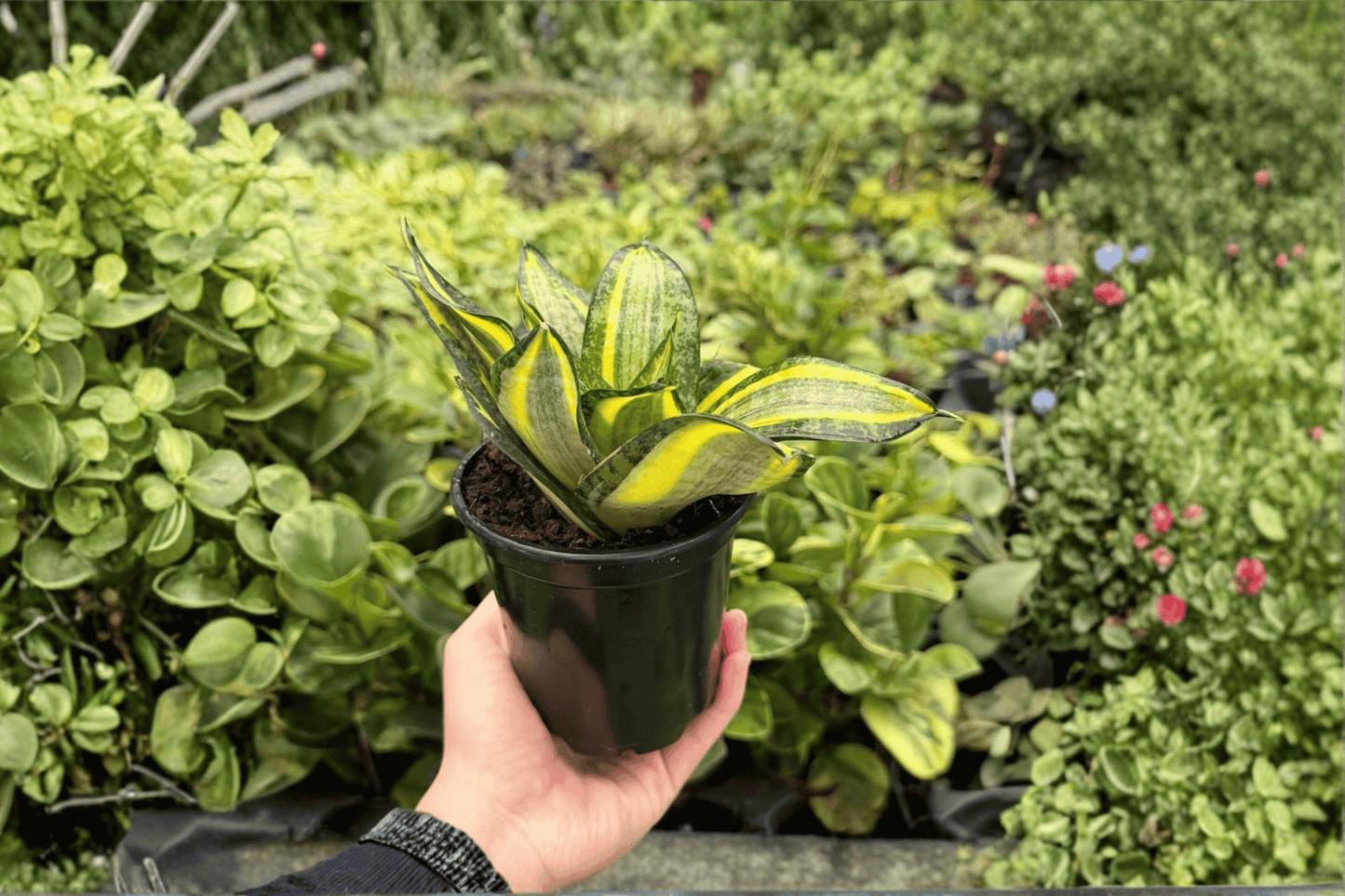 Sansevieria Spiral Star 2 Live Plants – 4-Inch Pots – Snake Plant