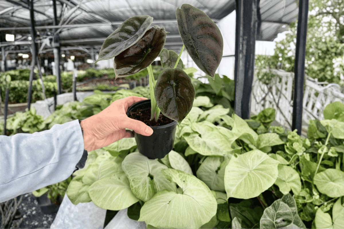 Alocasia Cuprea ‘Red Secret’ 2 Exact Live Plants – 4-Inch Pots