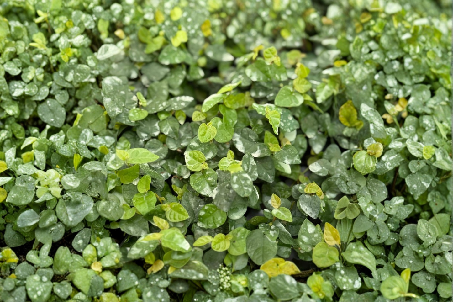 Creeping Fig Live Plant Ficus Pumila Trailing Tropical Houseplant in 2 Inch Pot