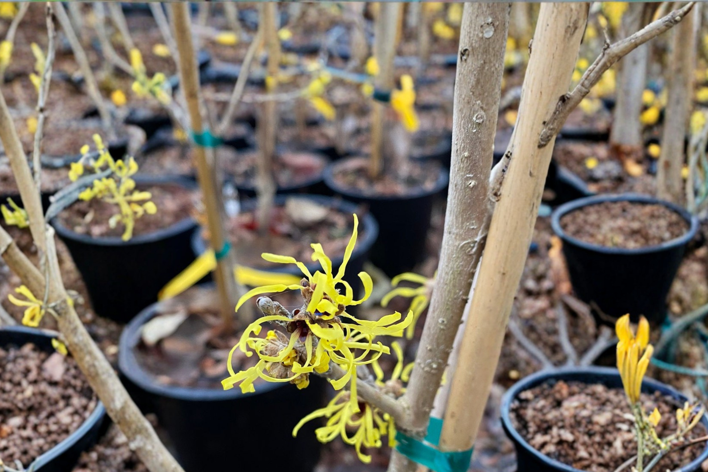Witch Hazel ‘Angel’ 12” Live Plant – Hamamelis mollis Yellow Winter Bloom Shrub 1 Year Graft