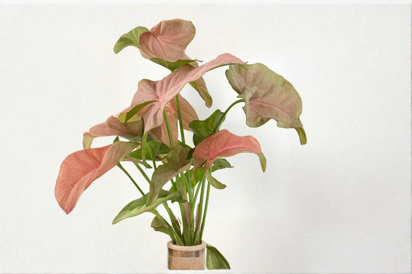 Syngonium Pink Perfection Live Plant Pink Arrowhead Houseplant in 4 Inch Pot Rare Indoor Plant Gift Decor