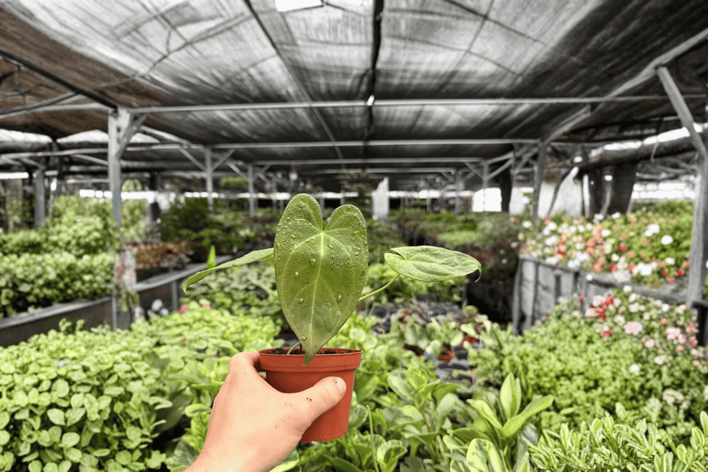 Anthurium Xone 2 Exact Live Plants – 4-Inch Pots – Anthurium ‘Xone’