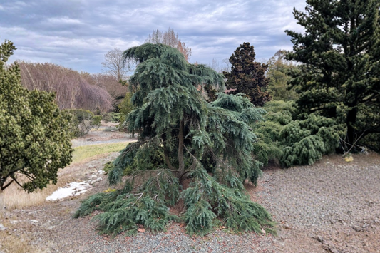 Feeling Blue Deodar Cedar Live Plant 1 Gallon Pot 12 Inch Tall – Cedrus deodara Dwarf Evergreen Garden Tree