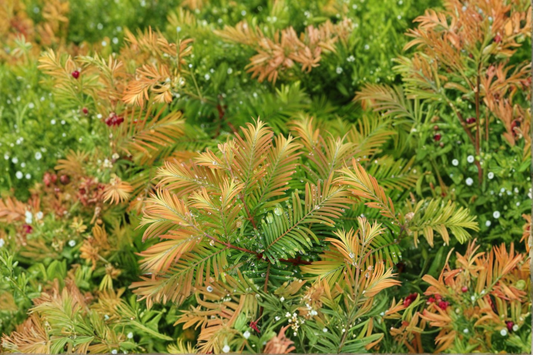 Daweswood Tawny Fleece Dawn Redwood Live Plant 8 Inch – Metasequoia glyptostroboides 1 Year Graft Conifer Tree
