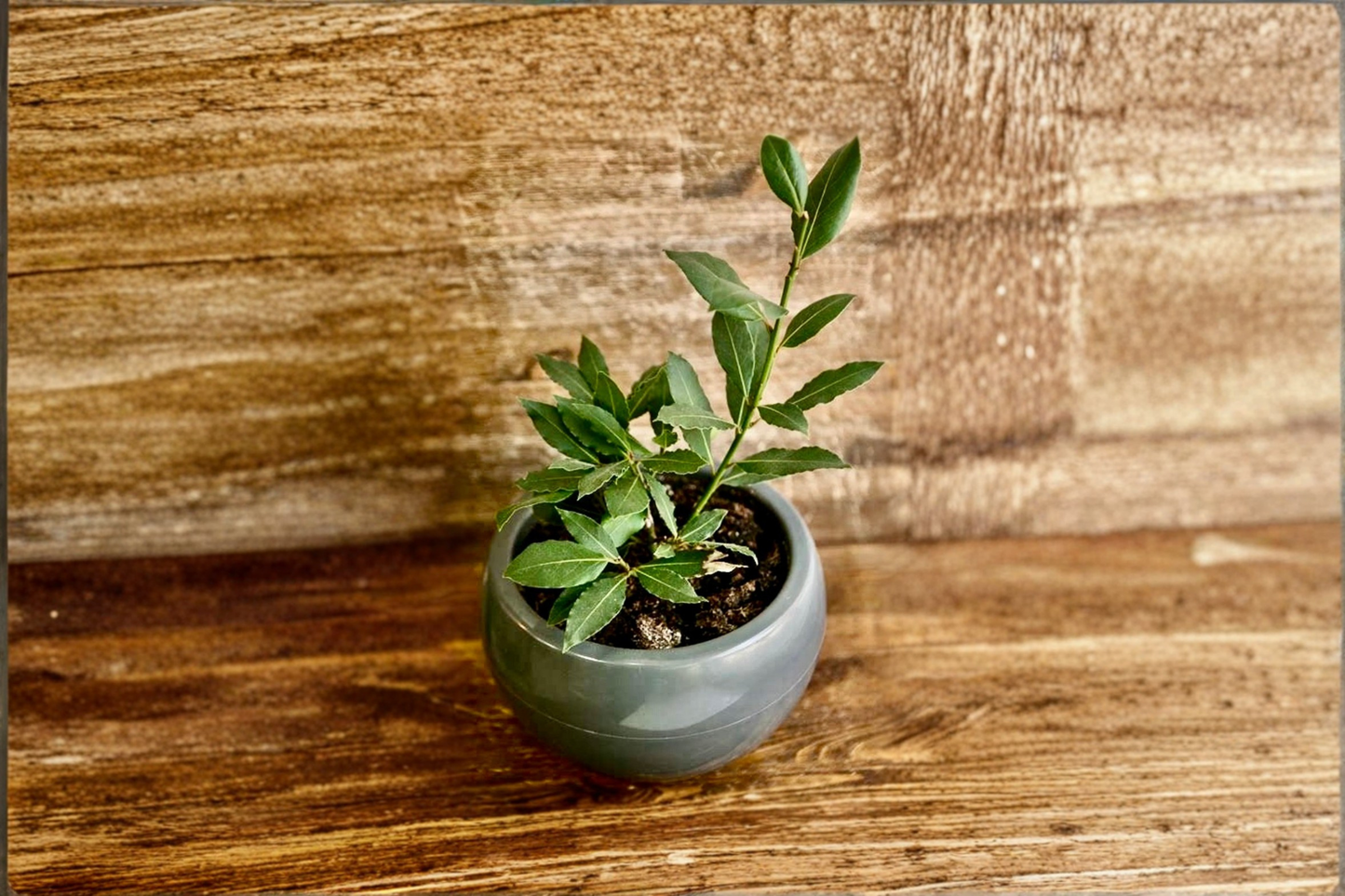 Bay Laurel Plant Live Sweet Bay Tree Small Size Laurus Nobilis Culinary Herb Plant Patio Container Garden