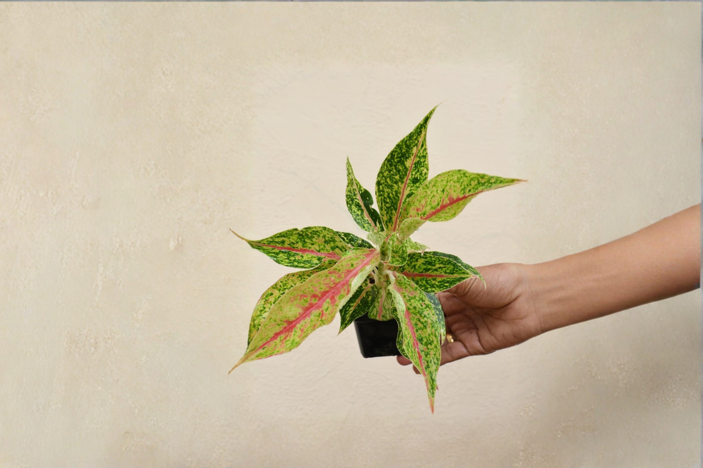 Aglaonema Night Sparkle Live Plant Tropical Houseplant 2 Inch Rooted Starter Plant