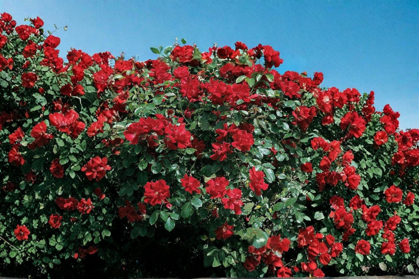 Red Climbing Rose Seeds 10 Pack Scented Rose Vine Flower Plant Garden Seeds USA Seller Combined Shipping