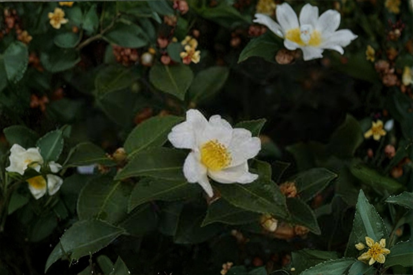 Winters Star White Camellia Live Plant 1 Gallon Pot Cold Hardy Hybrid Camellia White Flowers Evergreen Shrub Garden