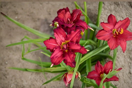 Double Pardon Me Daylily 3 Bare Root Plants Red Double Flower Perennial Easy Care Garden Border Hemerocallis