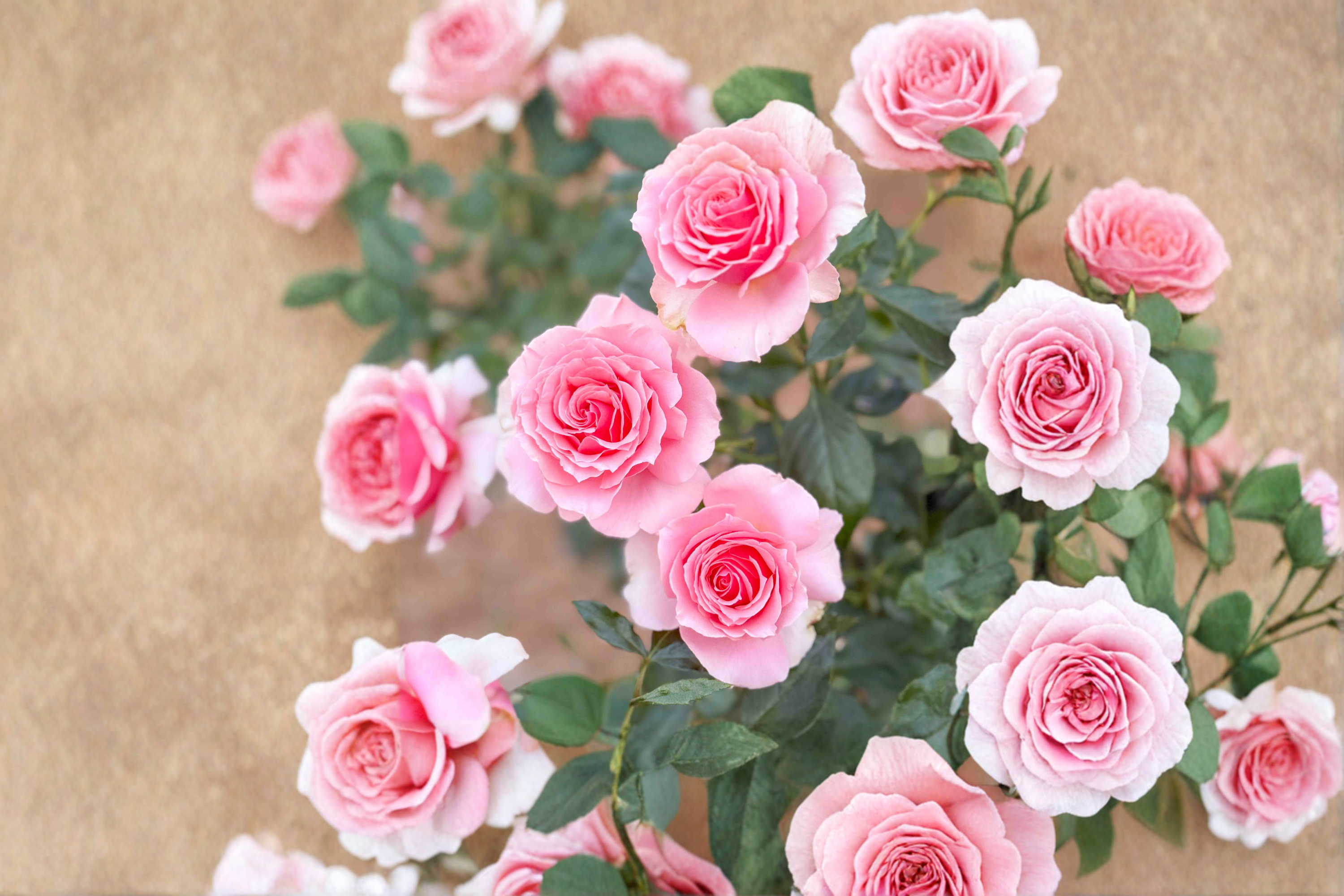 Tournament of Roses Plant 1 Gal Live Rose Bush Coral Pink Blooms, Hybr ...