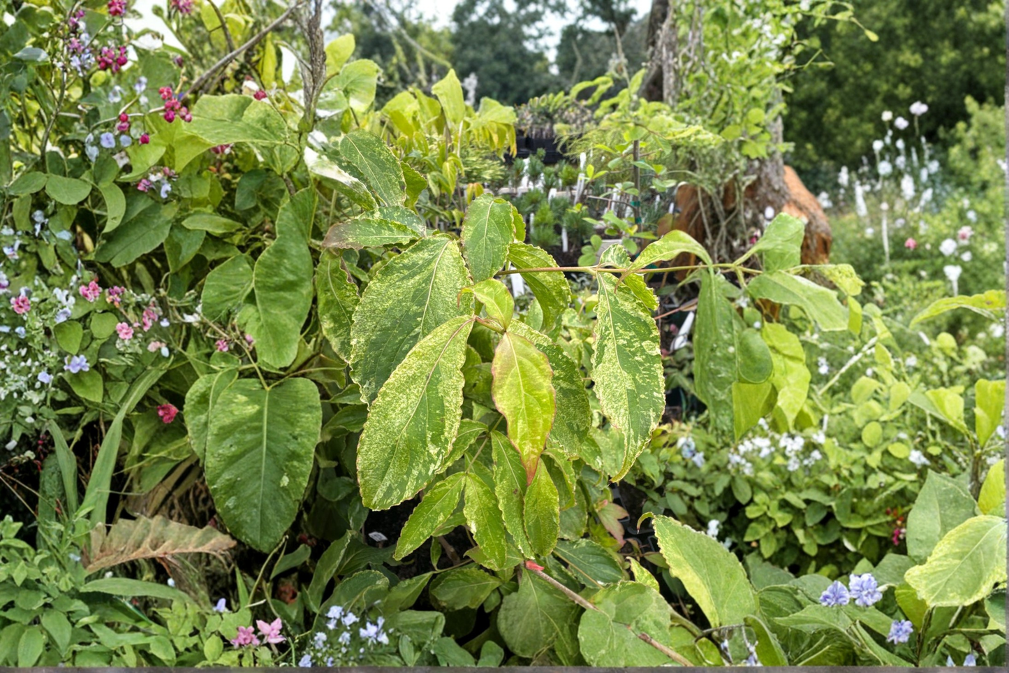 White Duster Kousa Dogwood Live Plant 12 Inch – Cornus kousa Variegated Tree 1 Year Graft Garden Plant
