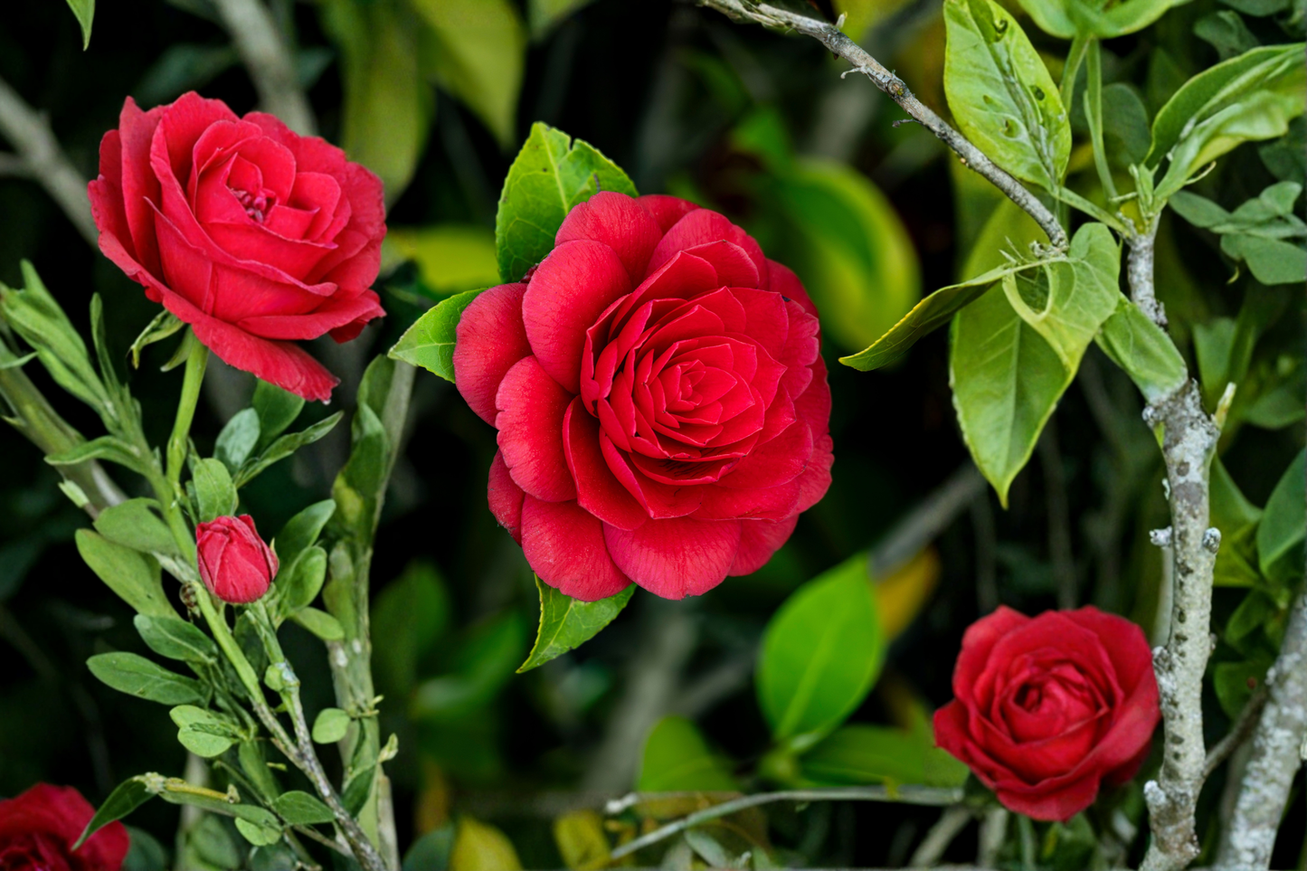 Black Tie Camellia Japonica Live Starter Plant – 1 Well-Rooted Plant Shipped in Pot (Camellia japonica 'Black Tie')