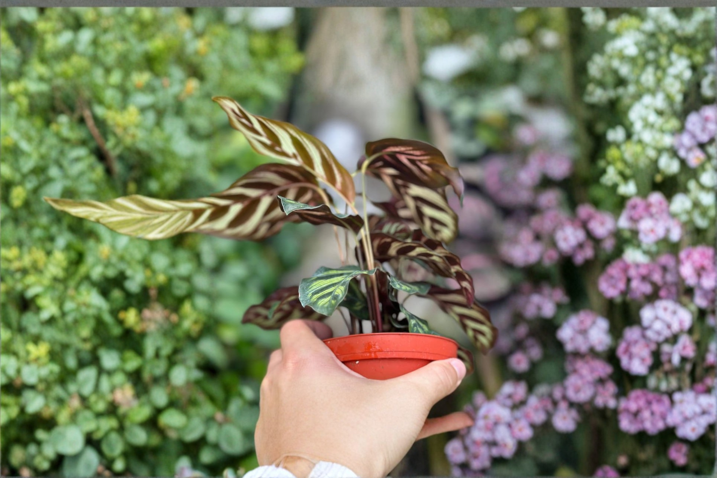 Calathea Makoyana Live Plant Peacock Prayer Plant Tropical Indoor Houseplant Rooted Starter Plant Decor Gift