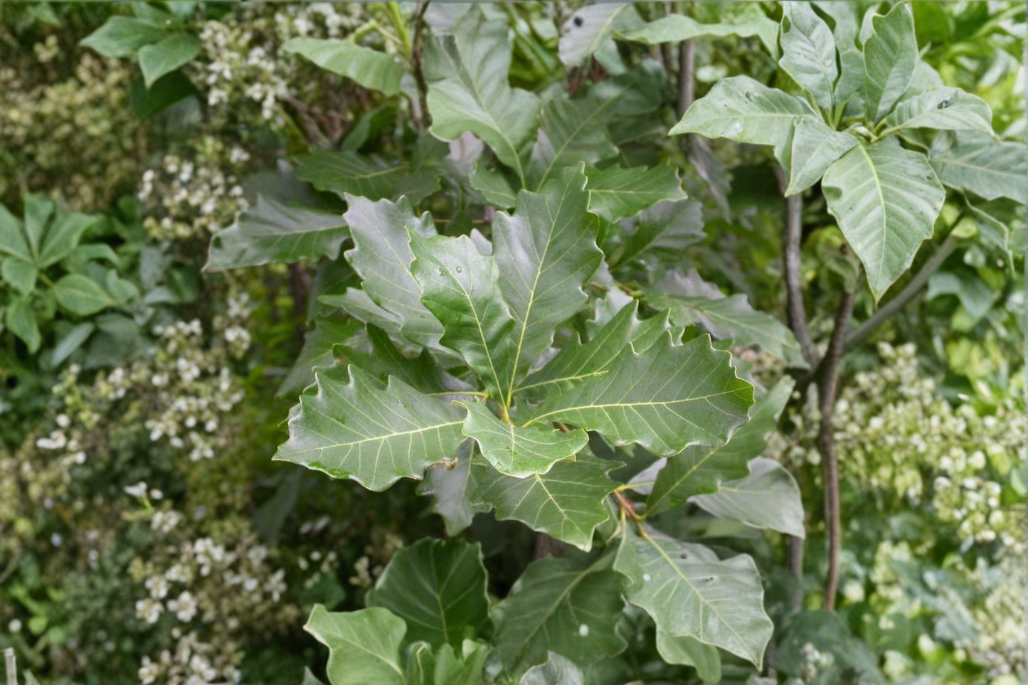 Swamp White Oak Live Plant 1 Gallon Pot – Quercus bicolor Native Shade Tree for Landscape Yard Planting