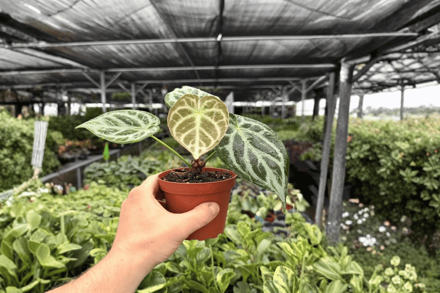 Anthurium Silver Blush x Silver Chrome 2 Exact Live Plants – 4-Inch Pots