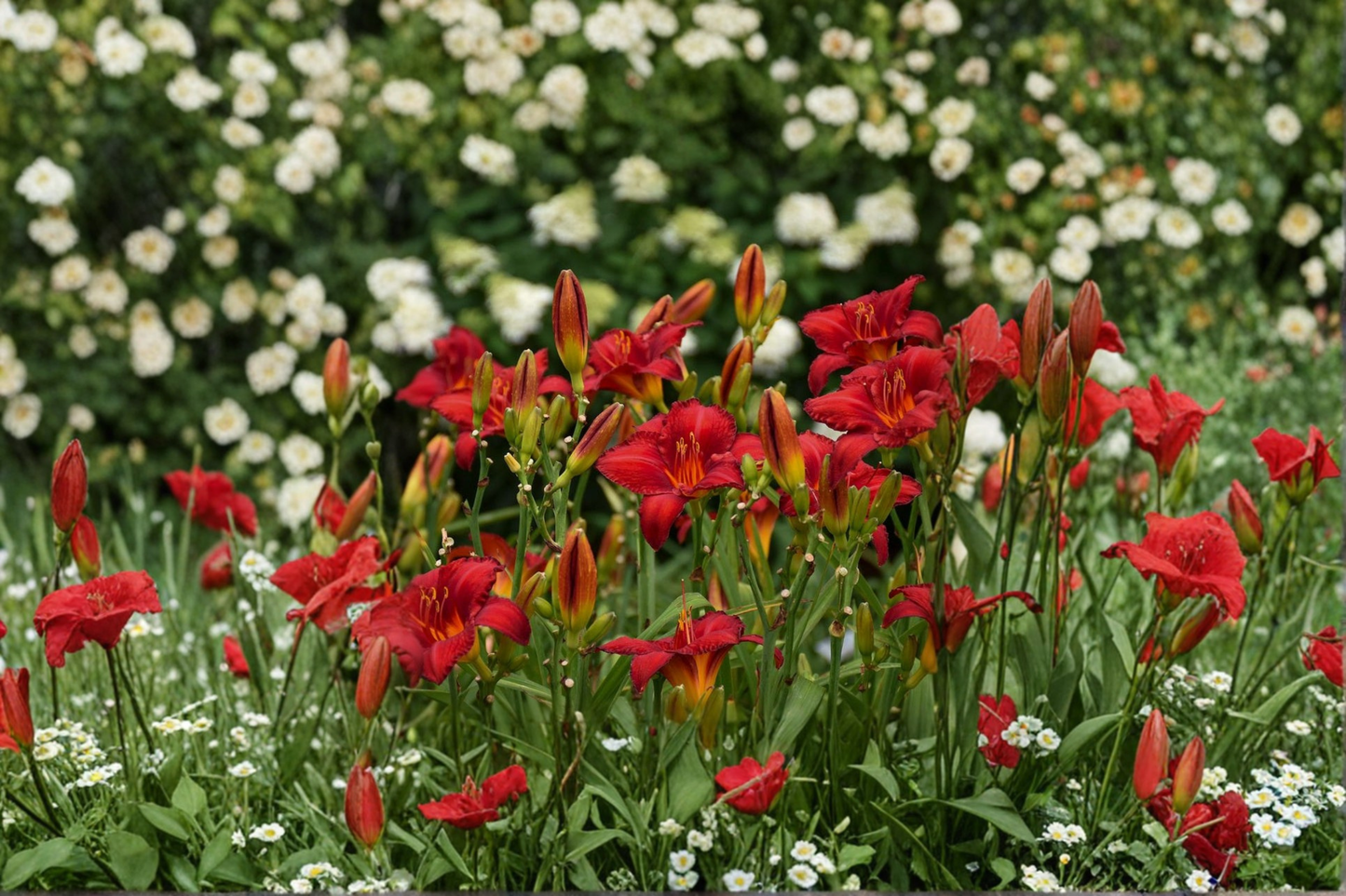 Chicago Apache Daylily 3 Bare Root Plants Red Flower Perennial Easy Care Garden Border Hemerocallis
