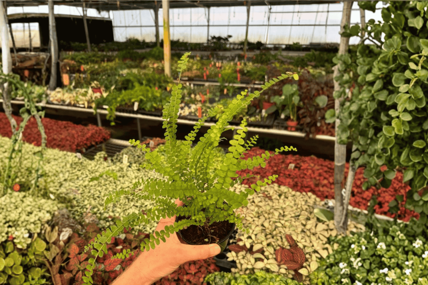 2 Lemon Button Fern 4-Inch Plants – Bare Root – Nephrolepis cordifolia 'Duffii'