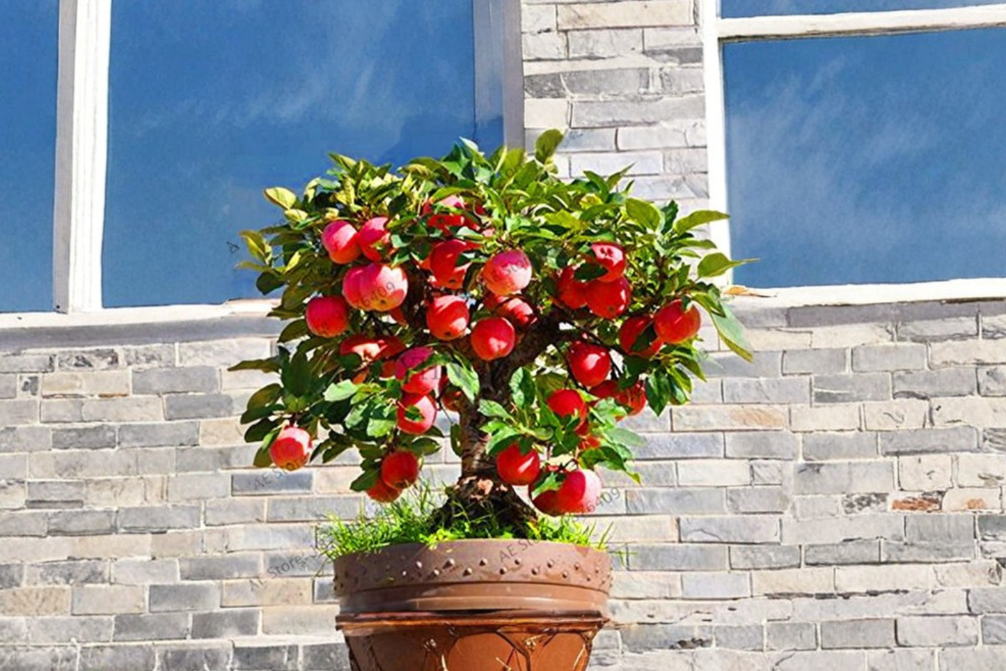Semi Dwarf Apple Seeds 4 Pack Fruit Tree Seeds Indoor Outdoor Garden Plant USA Seller Combined Shipping