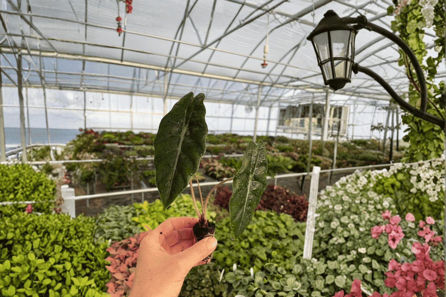 2 Alocasia 'Chantrieri' Starter Plants Bare Root – Alocasia (Cuprea × sanderiana)