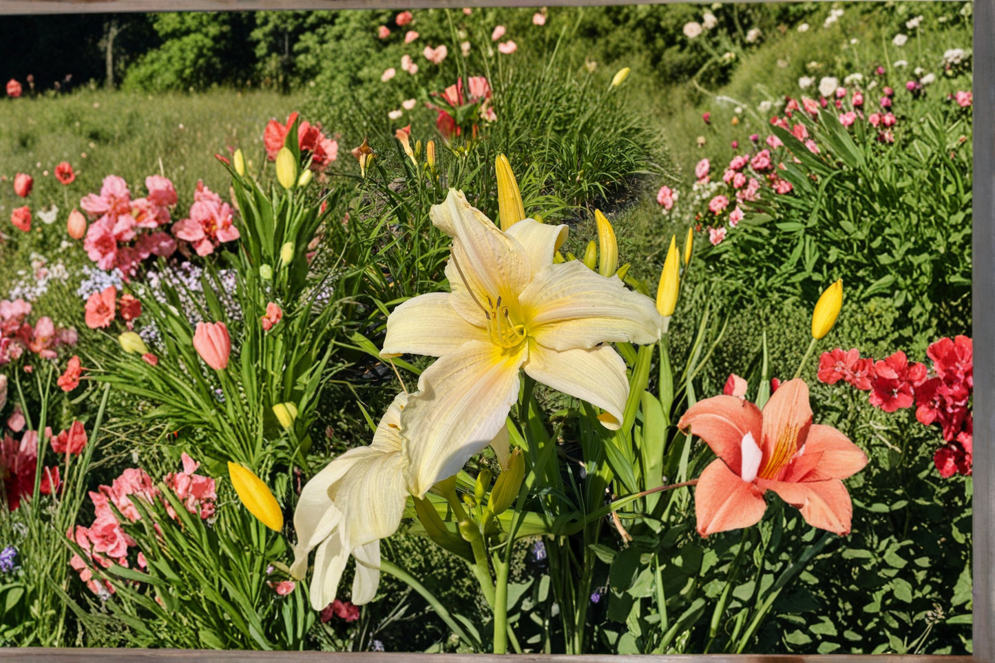 Daylily ‘Gentle Blessing’ 3 Bare Root Plants – Soft Pink Hemerocallis Perennial for Summer Garden Flowers