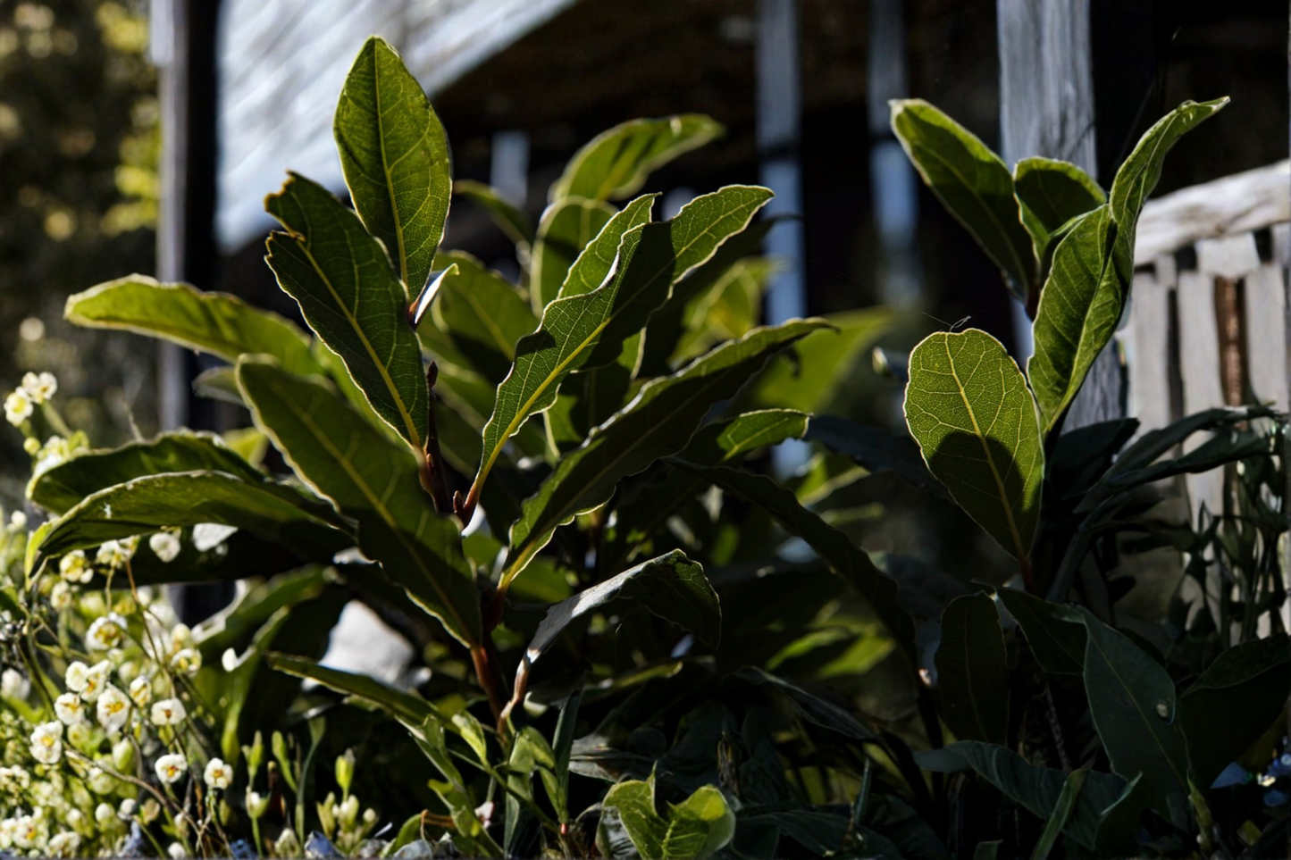 Organic Bay Laurel Live Plant Sweet Bay Laurus nobilis Rooted Herb Plant 3-4 Inch Starter Plant Free Shipping