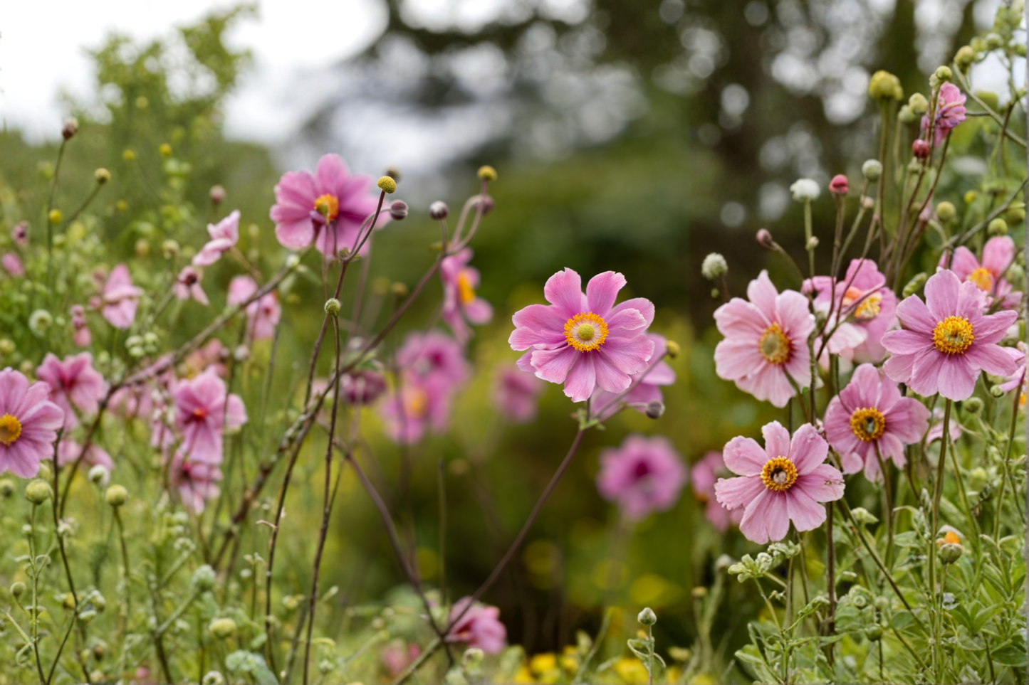Fantasy Jasmine Windflower Live Plants 3 Rooted Starters in 1 Qt Pots Anemone Hybrida Perennial Flower