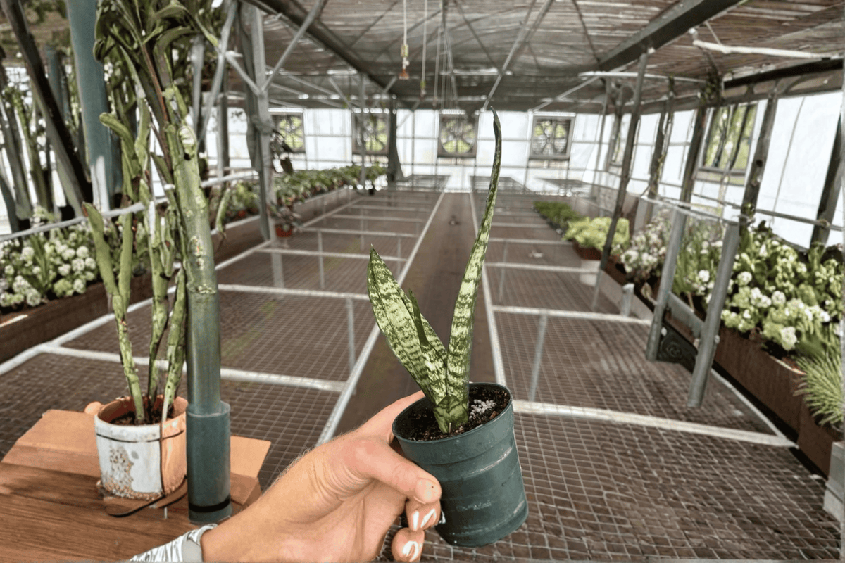 Sansevieria Zeylanica 2 Live Plants – 4-Inch Pots – Dracaena trifasciata ‘Zeylanica’