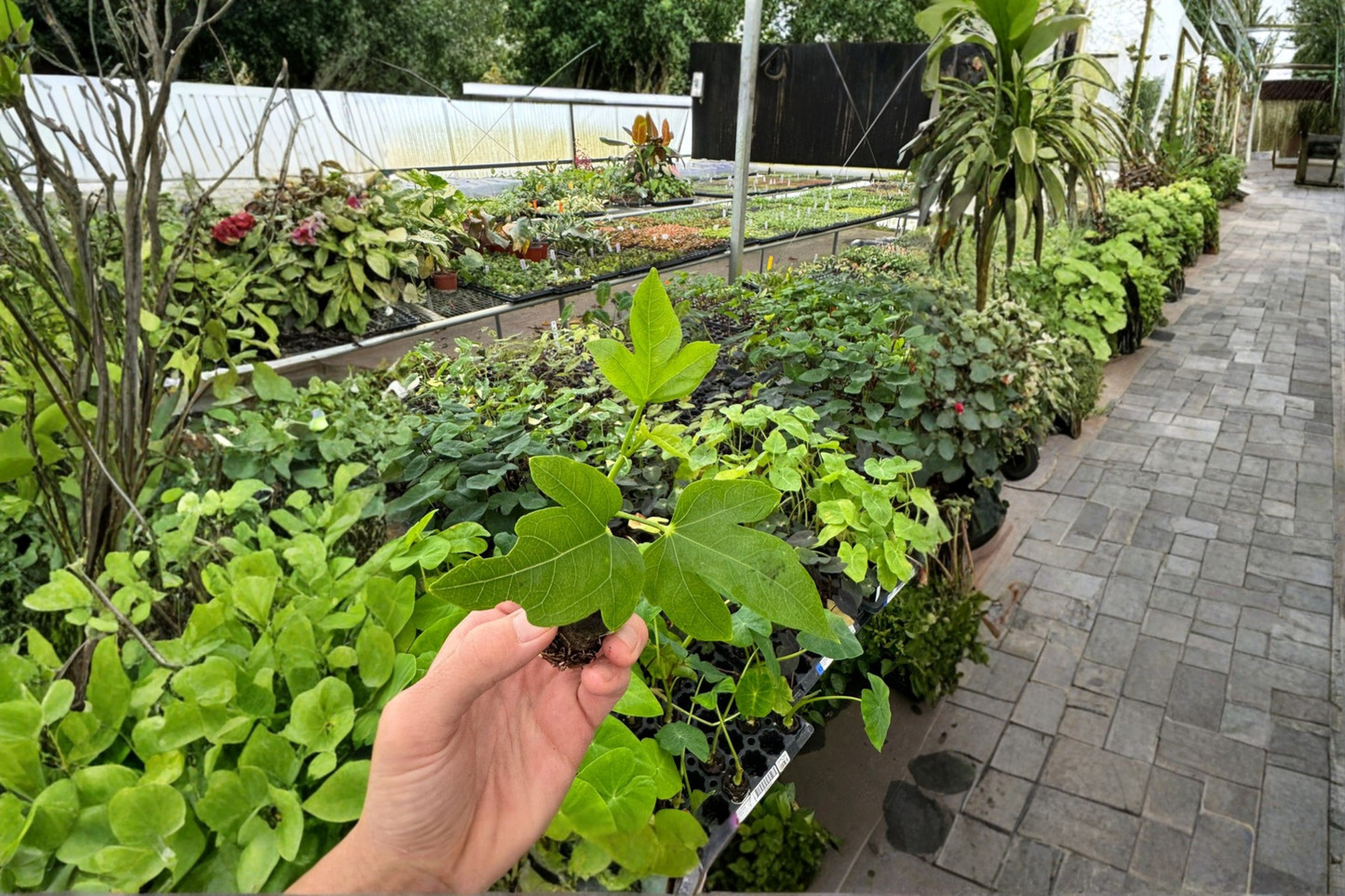 2 Thunder Egg Hibiscus Live Starter Plants – Bare Root in Soil Pod (Hibiscus rosa-sinensis)