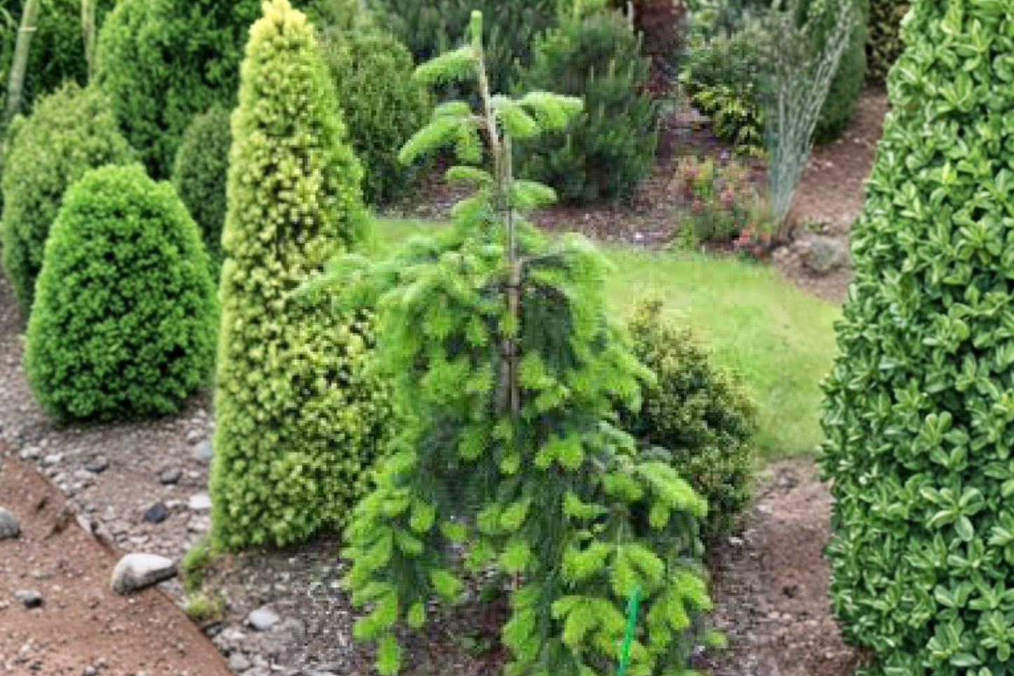 Weeping Veitch Fir ‘Pendula’ 12” Live Plant – Abies veitchii Evergreen Conifer in 1 Gallon Pot