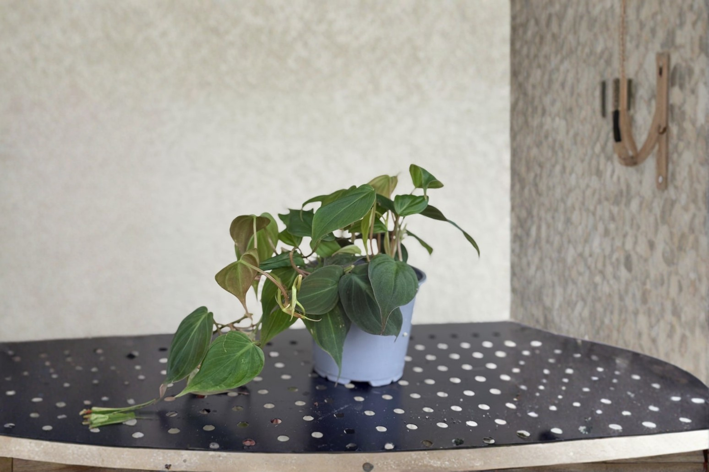 Philodendron Micans Live Plant Velvet Leaf Trailing Philodendron in 4 Inch Pot Indoor Houseplant Gift Decor