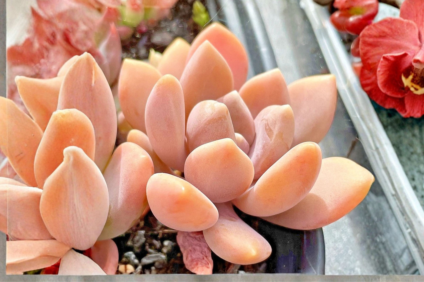 Graptophytum 'Supreme' Live Succulent in 2-Inch Pot – Fully Rooted