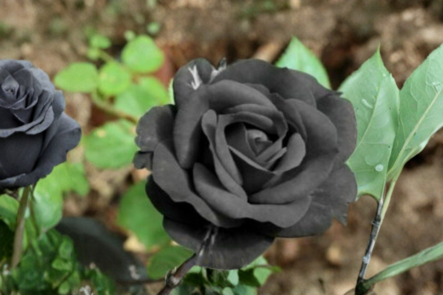 Rare Dark Purple English Rose Seeds 10 Pack Ornamental Rose Flower Seeds for Garden Planting USA Seller Combined Shipping